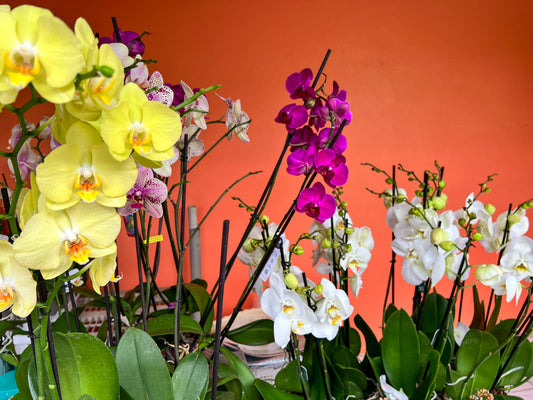 Flower of the month - Orchids