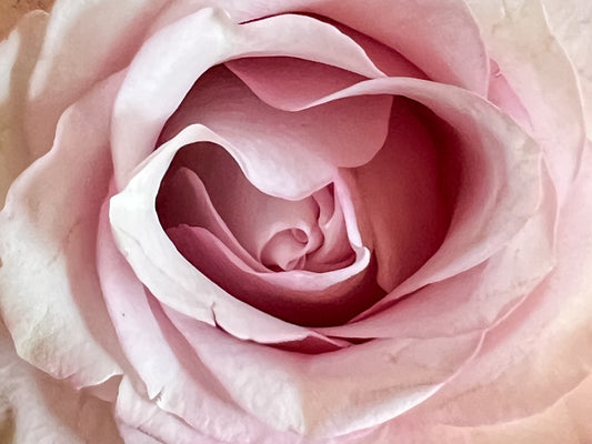 Flower of the month - Roses