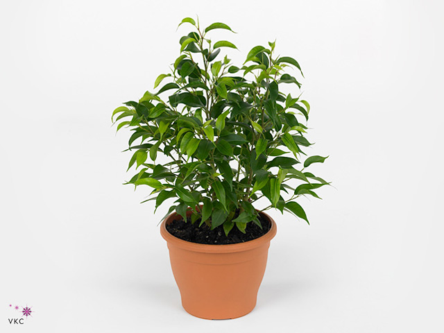 Ficus Benjamina Plant