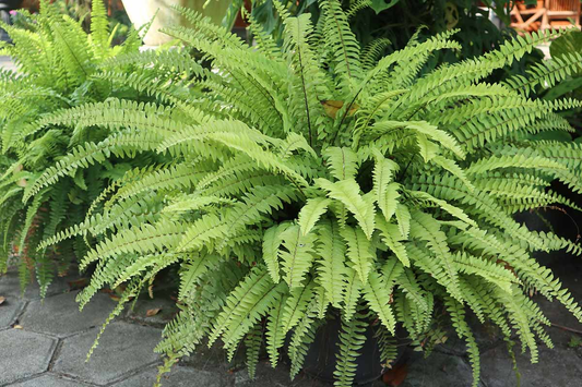 Indoor Fern