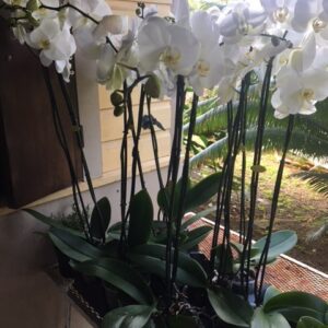 7470e-tall-orchids